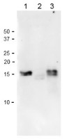 Fd1 | Ferredoxin 1 (chloroplastic) in the group Antibodies for Plant/Algal  / Photosynthesis  / Electron transfer at Agrisera AB (Antibodies for research) (AS20 4434)